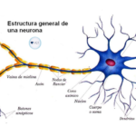 Regeneración de la mielina