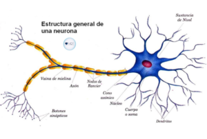 Lee más sobre el artículo Regeneración de la mielina, una realidad