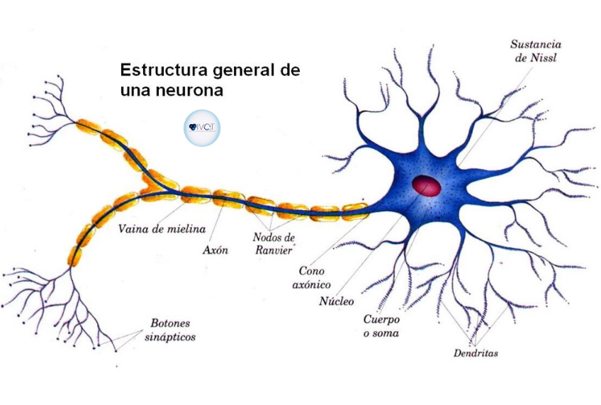 masculino En consecuencia Permitirse Regeneración de la mielina - IVO3T