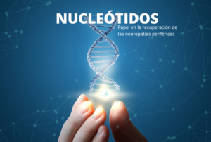 Lee más sobre el artículo Papel de los nucleótidos en la recuperación de la neuropatía periférica