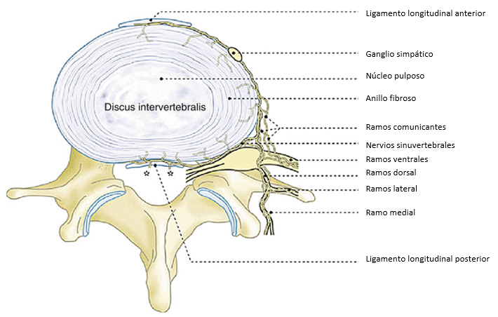 detalles del disco intervertebral