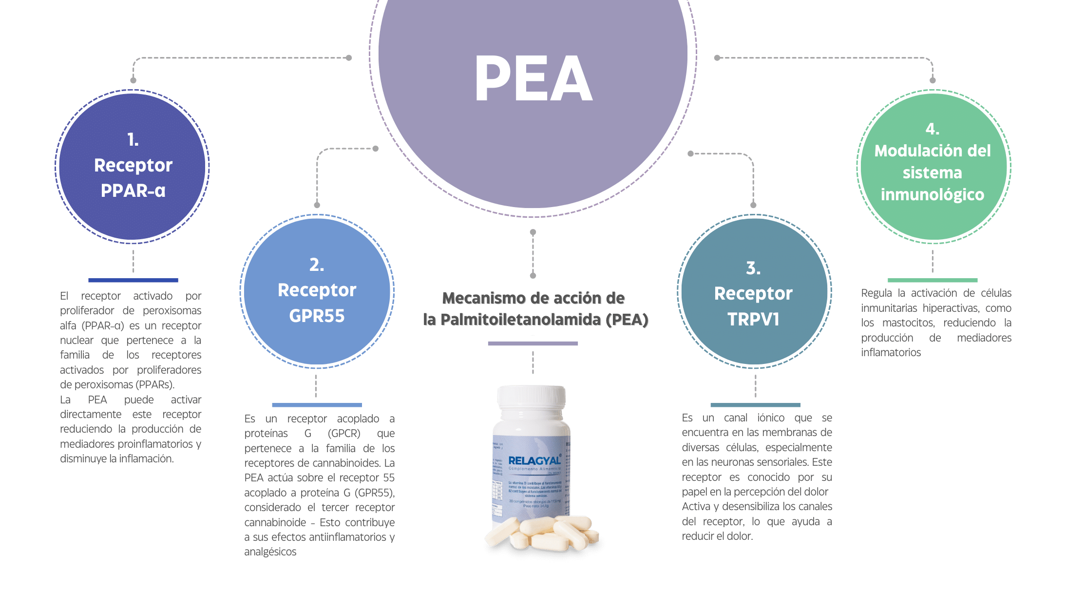 Mecanismo de acción de la PEA