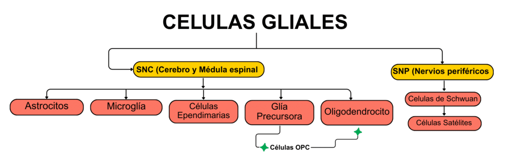 Regeneración de mielina