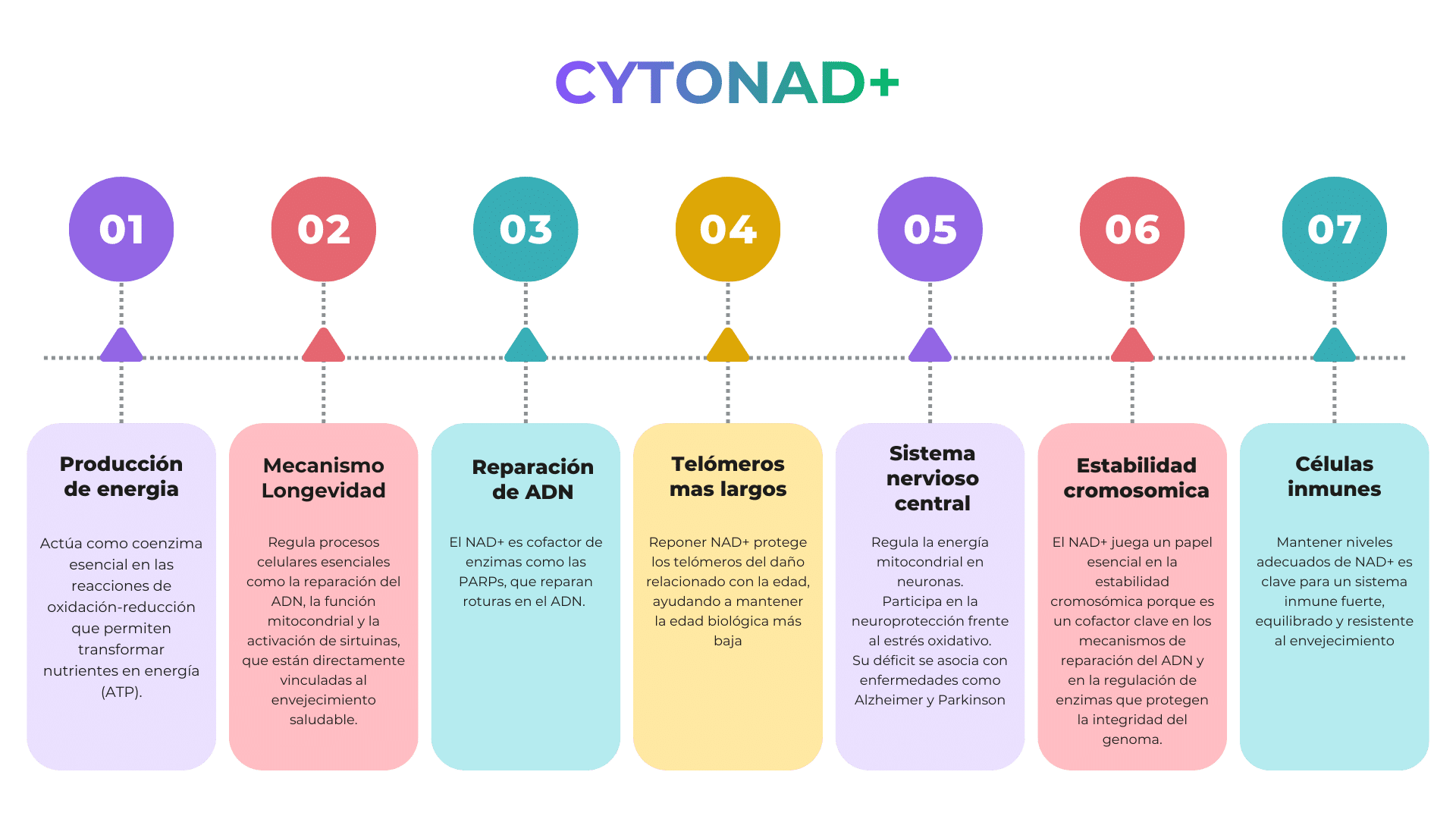 Sinergia entre los componentes de CytoNAD+ - diagrama de ingredientes y mecanismos de acción
